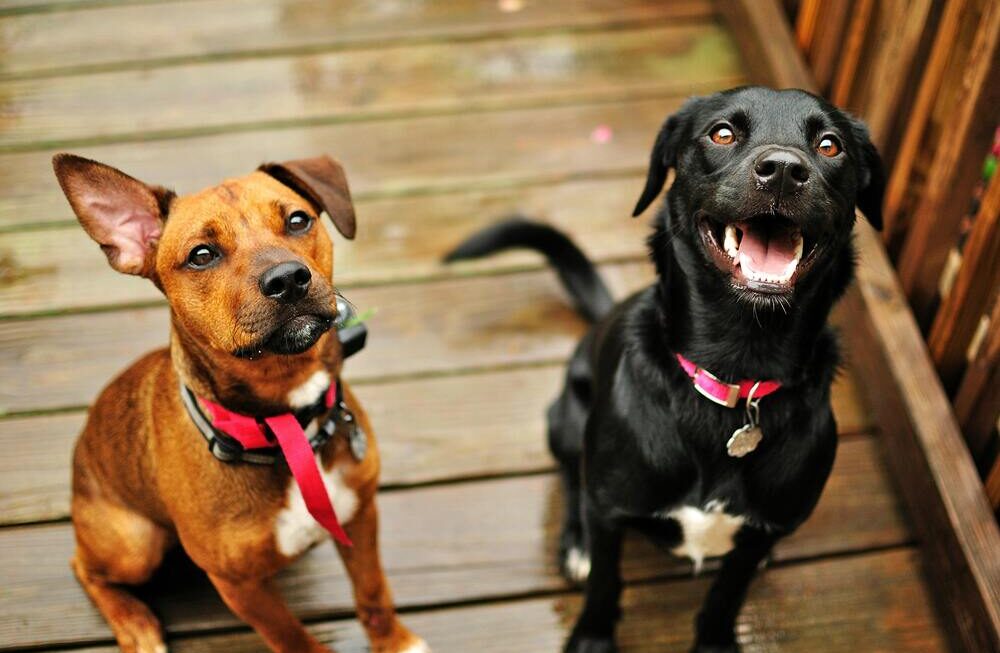 Fleurs de Bach pour les chiens stressés ou anxieux : nos conseils