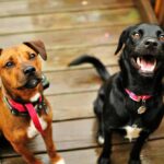 Fleurs de Bach pour chien stressé