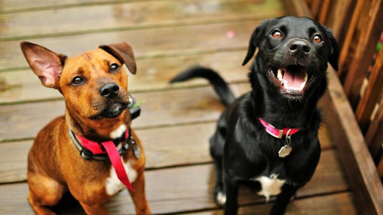 Fleurs de Bach pour chien stressé