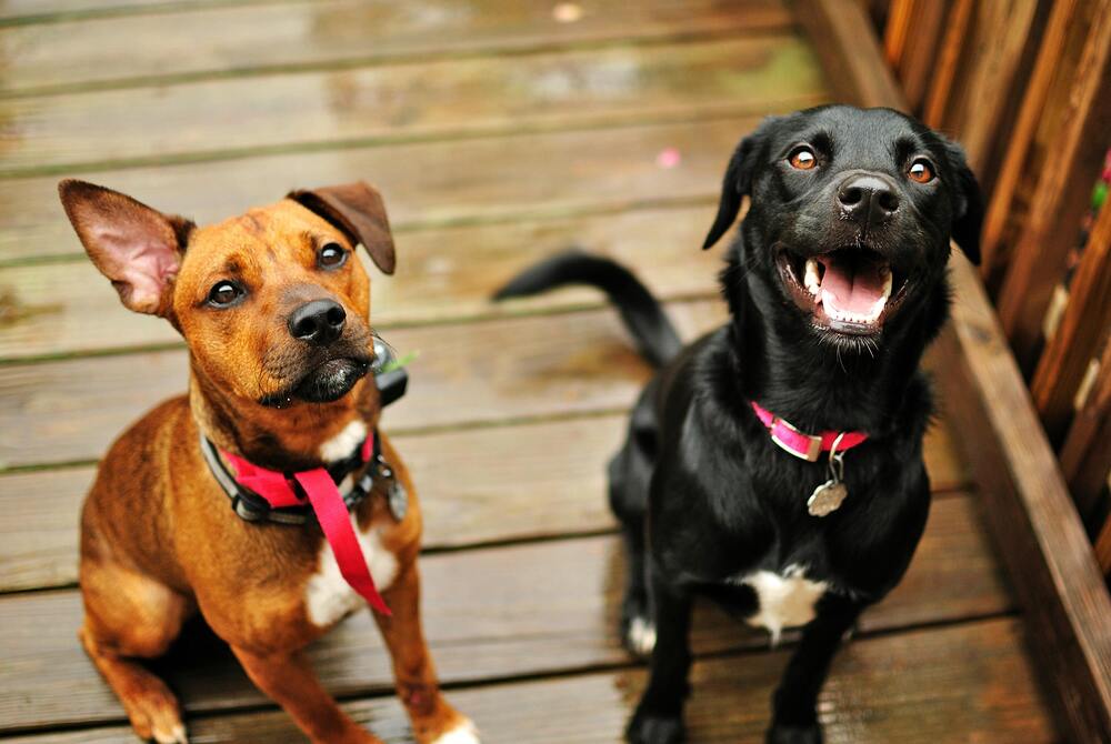 Fleurs de Bach pour chien stressé